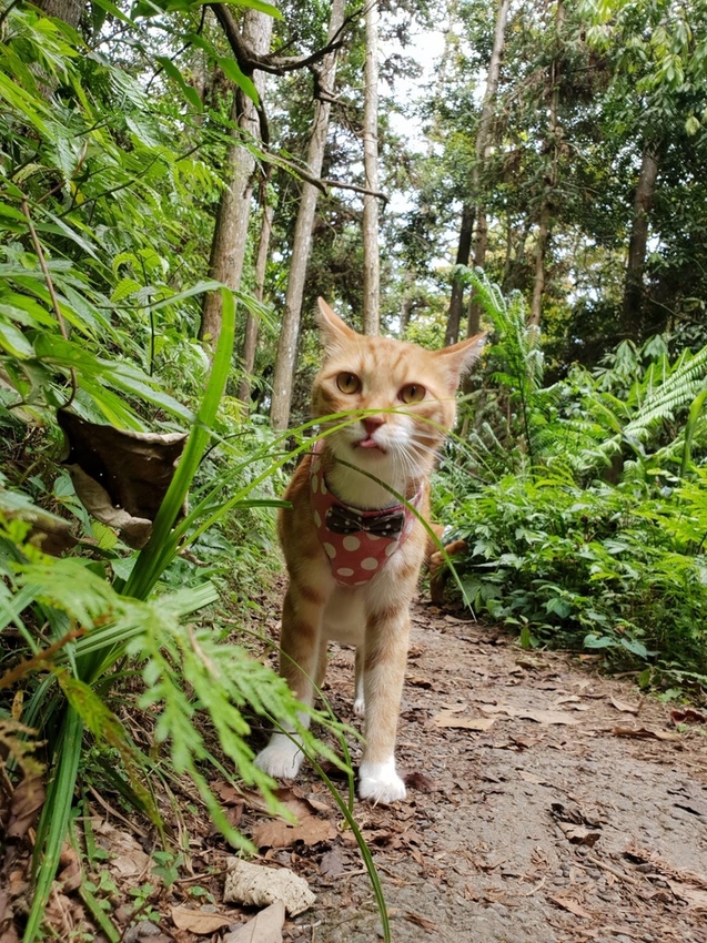【新竹.北埔】森窯have a picnic。森林系野餐行程阿貓阿狗都可以帶去。各類窯烤比薩+咖啡
