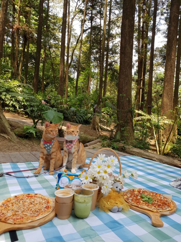 【新竹.北埔】森窯have a picnic。森林系野餐行程阿貓阿狗都可以帶去。各類窯烤比薩+咖啡