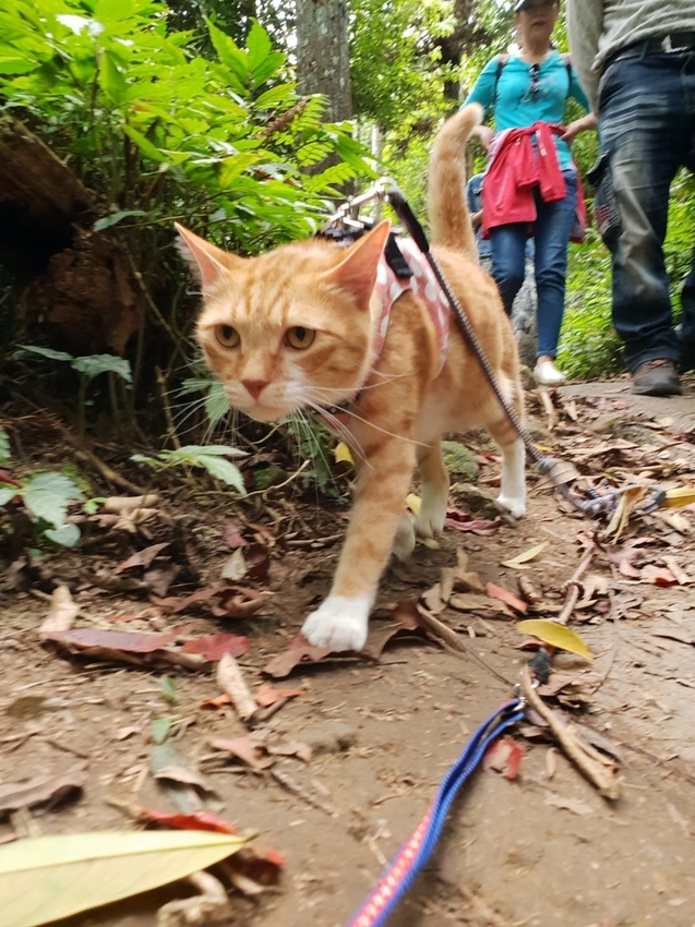 【新竹.北埔】森窯have a picnic。森林系野餐行程阿貓阿狗都可以帶去。各類窯烤比薩+咖啡