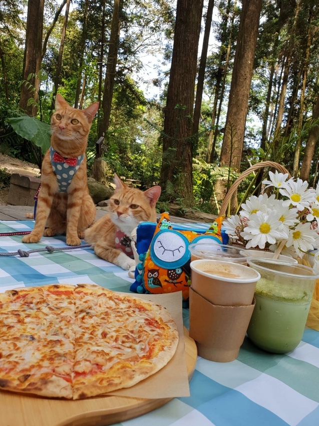 【新竹.北埔】森窯have a picnic。森林系野餐行程阿貓阿狗都可以帶去。各類窯烤比薩+咖啡