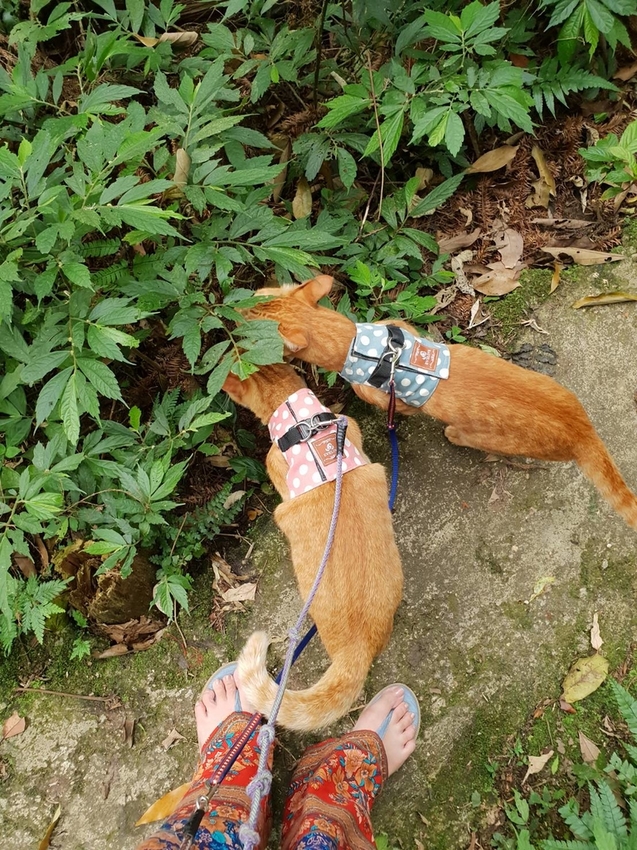 【新竹.北埔】森窯have a picnic。森林系野餐行程阿貓阿狗都可以帶去。各類窯烤比薩+咖啡