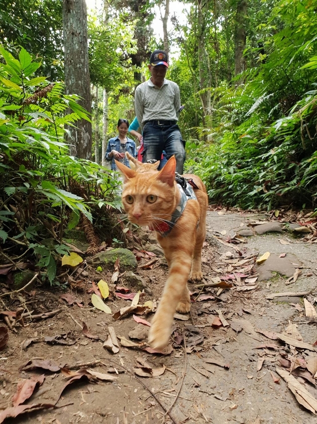 【新竹.北埔】森窯have a picnic。森林系野餐行程阿貓阿狗都可以帶去。各類窯烤比薩+咖啡