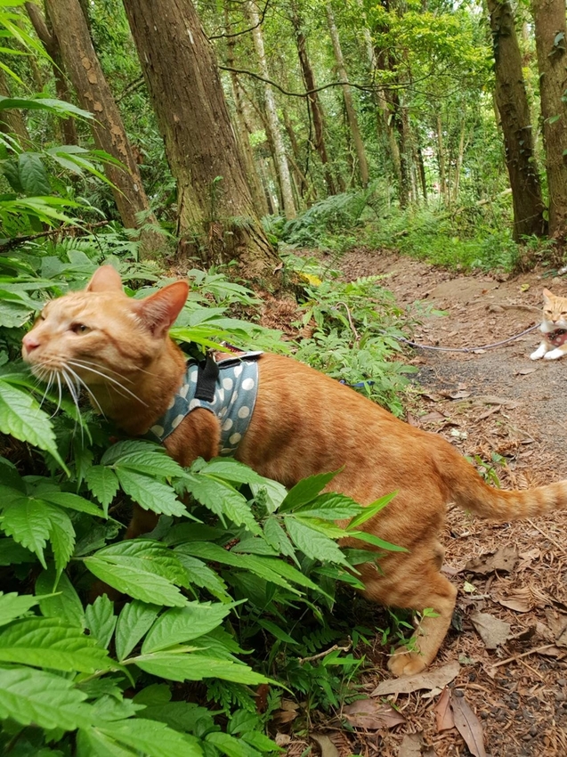 【新竹.北埔】森窯have a picnic。森林系野餐行程阿貓阿狗都可以帶去。各類窯烤比薩+咖啡