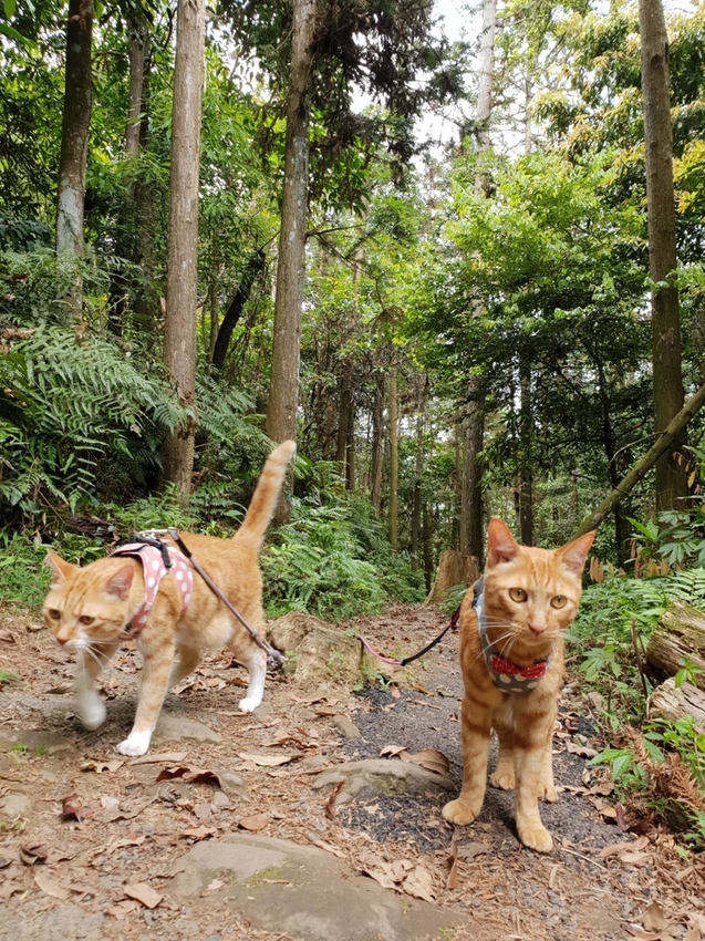 【新竹.北埔】森窯have a picnic。森林系野餐行程阿貓阿狗都可以帶去。各類窯烤比薩+咖啡