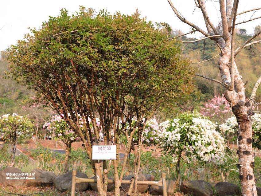 全台最多花旗木包圍的美濃  蝶舞澗  豪華露營帳篷一泊三食在地食材