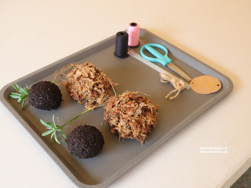 全台最多花旗木包圍的美濃  蝶舞澗  豪華露營帳篷一泊三食在地食材