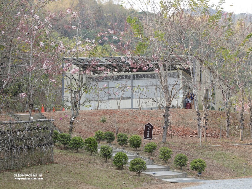 全台最多花旗木包圍的美濃  蝶舞澗  豪華露營帳篷一泊三食在地食材