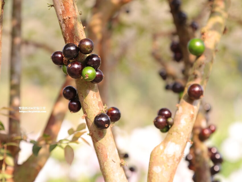 全台最多花旗木包圍的美濃  蝶舞澗  豪華露營帳篷一泊三食在地食材