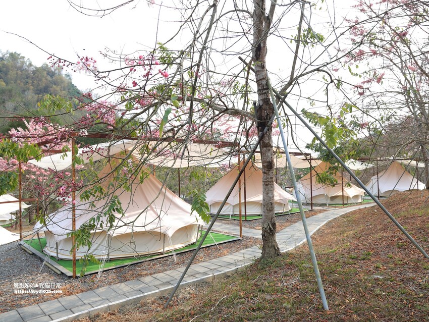 全台最多花旗木包圍的美濃  蝶舞澗  豪華露營帳篷一泊三食在地食材