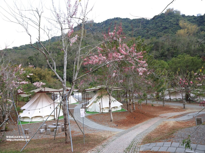 全台最多花旗木包圍的美濃  蝶舞澗  豪華露營帳篷一泊三食在地食材