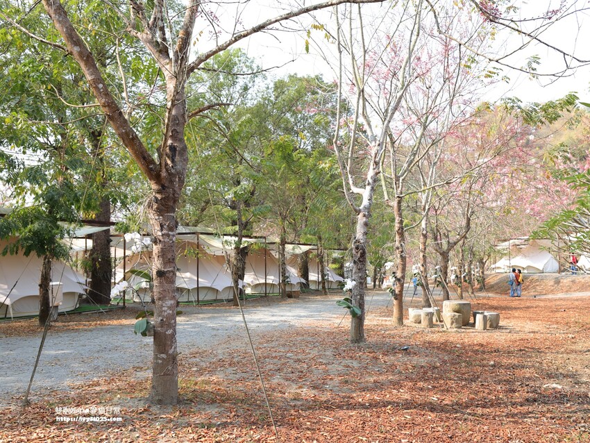 全台最多花旗木包圍的美濃  蝶舞澗  豪華露營帳篷一泊三食在地食材
