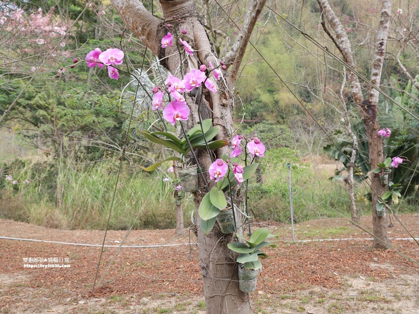 全台最多花旗木包圍的美濃  蝶舞澗  豪華露營帳篷一泊三食在地食材