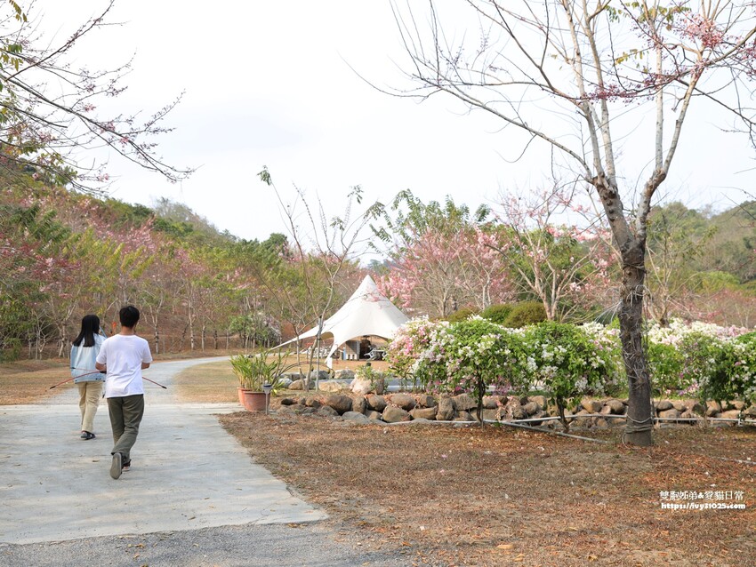 全台最多花旗木包圍的美濃  蝶舞澗  豪華露營帳篷一泊三食在地食材
