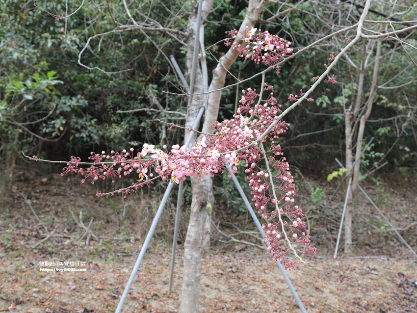 全台最多花旗木包圍的美濃  蝶舞澗  豪華露營帳篷一泊三食在地食材