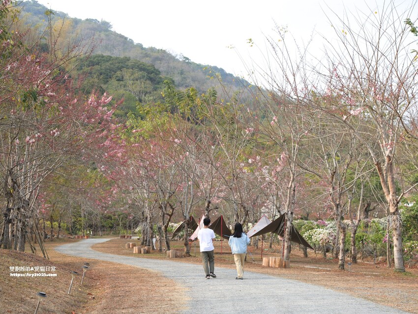 全台最多花旗木包圍的美濃  蝶舞澗  豪華露營帳篷一泊三食在地食材