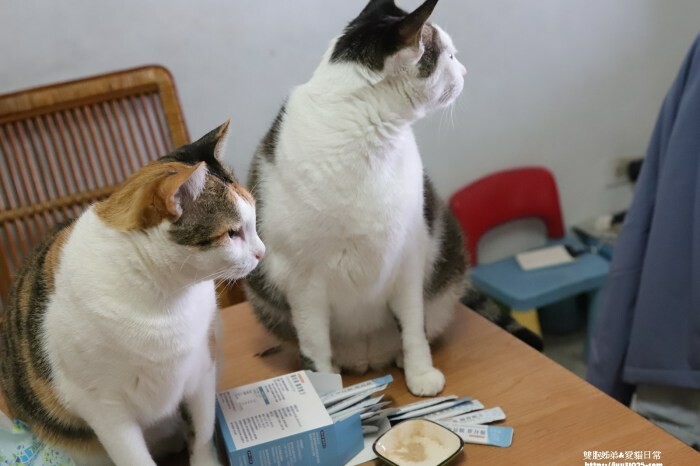 全台最多花旗木包圍的美濃  蝶舞澗  豪華露營帳篷一泊三食在地食材