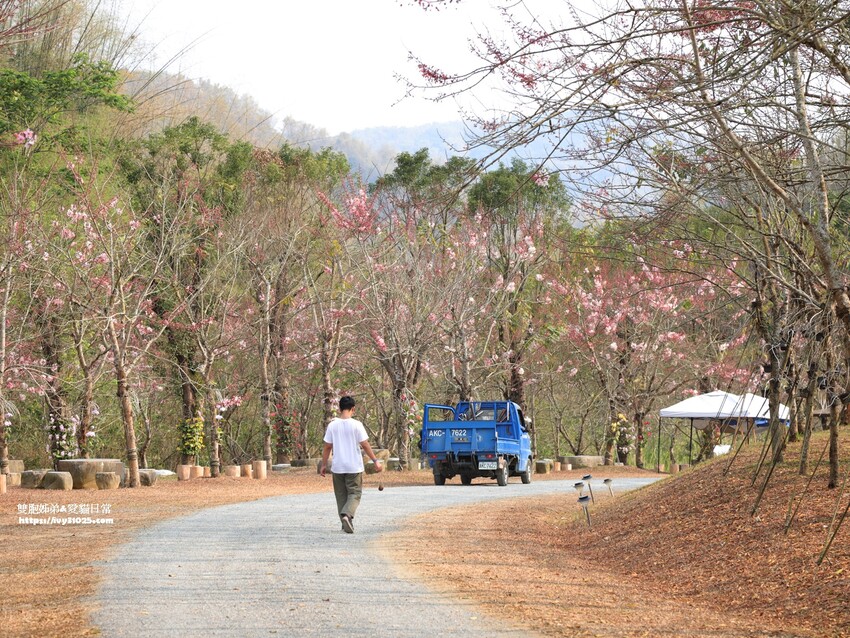 全台最多花旗木包圍的美濃  蝶舞澗  豪華露營帳篷一泊三食在地食材