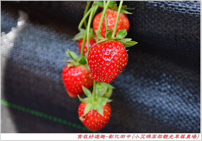 彰化田中的草莓農場推薦 | 小艾瑪高架觀光草莓農場，不但可以優雅的站著採草莓，更有峇里島風的裝潢佈置讓人盡情美拍！
