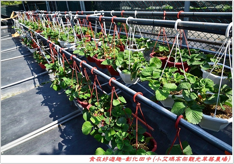 彰化田中的草莓農場推薦 | 小艾瑪高架觀光草莓農場，不但可以優雅的站著採草莓，更有峇里島風的裝潢佈置讓人盡情美拍！