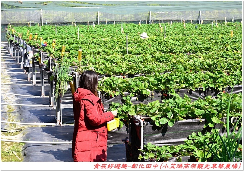 彰化田中的草莓農場推薦 | 小艾瑪高架觀光草莓農場，不但可以優雅的站著採草莓，更有峇里島風的裝潢佈置讓人盡情美拍！