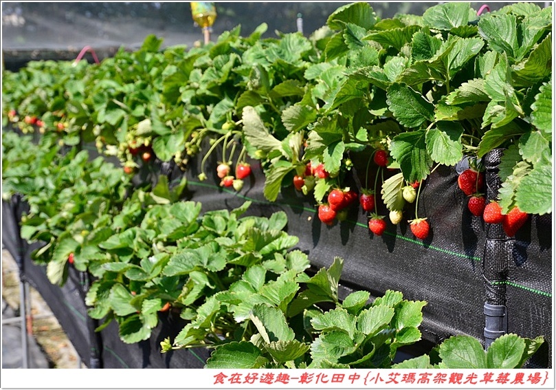 彰化田中的草莓農場推薦 | 小艾瑪高架觀光草莓農場，不但可以優雅的站著採草莓，更有峇里島風的裝潢佈置讓人盡情美拍！