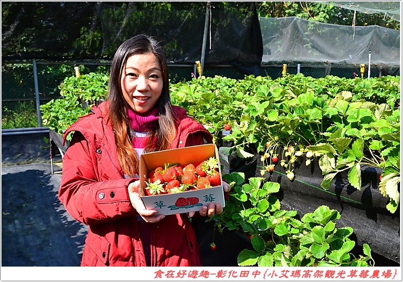 彰化田中的草莓農場推薦 | 小艾瑪高架觀光草莓農場，不但可以優雅的站著採草莓，更有峇里島風的裝潢佈置讓人盡情美拍！
