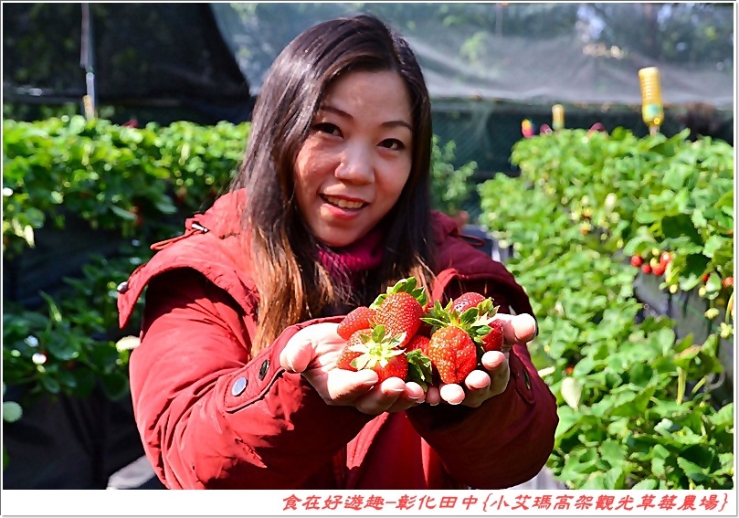彰化田中的草莓農場推薦 | 小艾瑪高架觀光草莓農場，不但可以優雅的站著採草莓，更有峇里島風的裝潢佈置讓人盡情美拍！