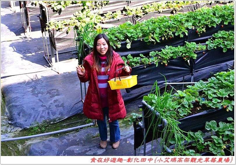 彰化田中的草莓農場推薦 | 小艾瑪高架觀光草莓農場，不但可以優雅的站著採草莓，更有峇里島風的裝潢佈置讓人盡情美拍！