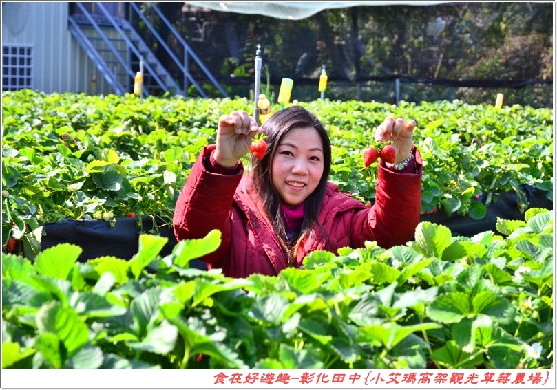 彰化田中的草莓農場推薦 | 小艾瑪高架觀光草莓農場，不但可以優雅的站著採草莓，更有峇里島風的裝潢佈置讓人盡情美拍！