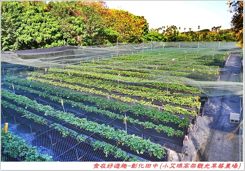 彰化田中的草莓農場推薦 | 小艾瑪高架觀光草莓農場，不但可以優雅的站著採草莓，更有峇里島風的裝潢佈置讓人盡情美拍！