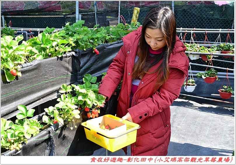 彰化田中的草莓農場推薦 | 小艾瑪高架觀光草莓農場，不但可以優雅的站著採草莓，更有峇里島風的裝潢佈置讓人盡情美拍！