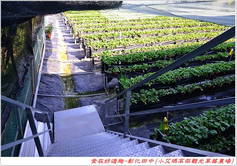 彰化田中的草莓農場推薦 | 小艾瑪高架觀光草莓農場，不但可以優雅的站著採草莓，更有峇里島風的裝潢佈置讓人盡情美拍！