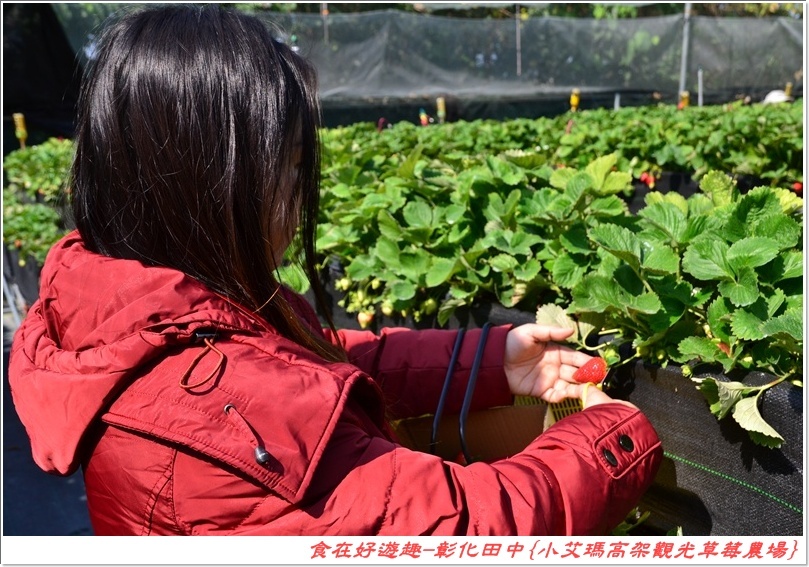 彰化田中的草莓農場推薦 | 小艾瑪高架觀光草莓農場，不但可以優雅的站著採草莓，更有峇里島風的裝潢佈置讓人盡情美拍！