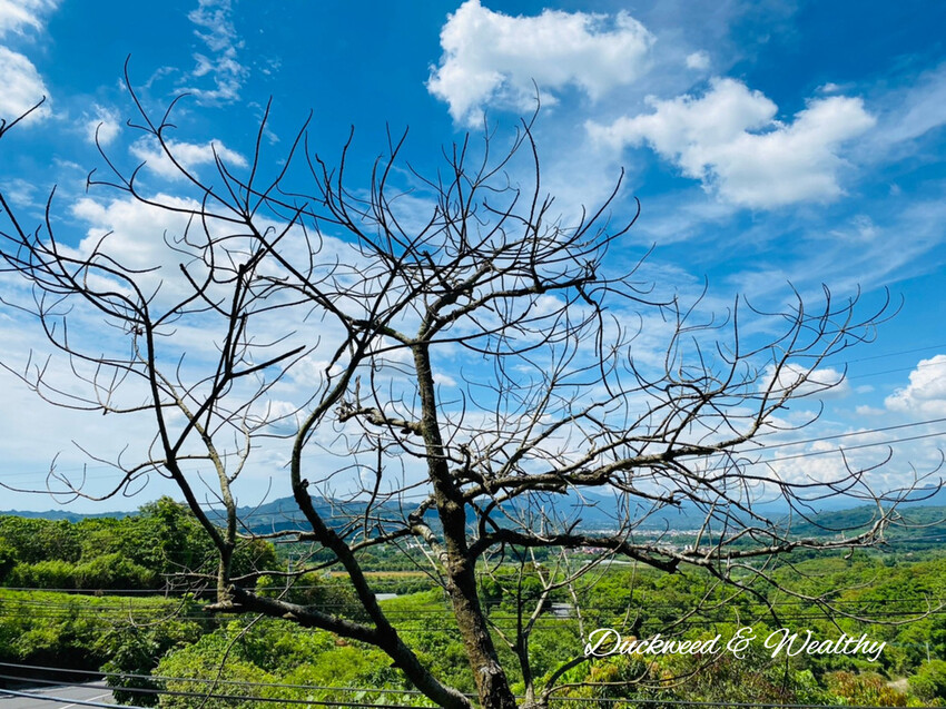 【台南玉井】魔法森林景觀餐廳|坐擁山林間遼闊美景|浪漫絕美天空步道|享受悠閒下午茶時光|