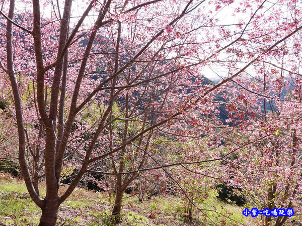 往巨木登山口的櫻花步道-司馬庫斯 (12).jpg