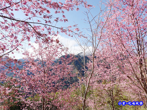 往巨木登山口的櫻花步道-司馬庫斯 (11).jpg