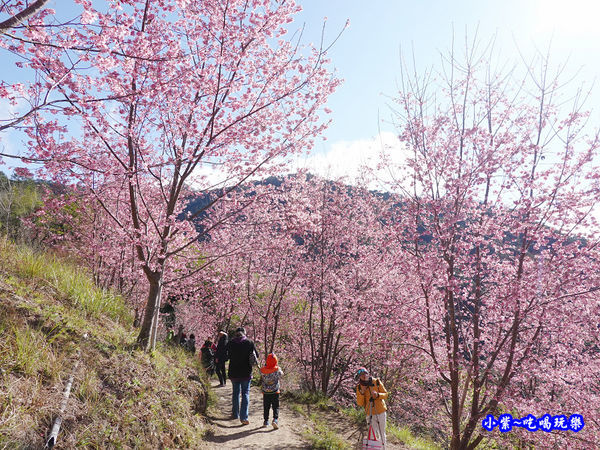 往巨木登山口的櫻花步道-司馬庫斯 (8).jpg