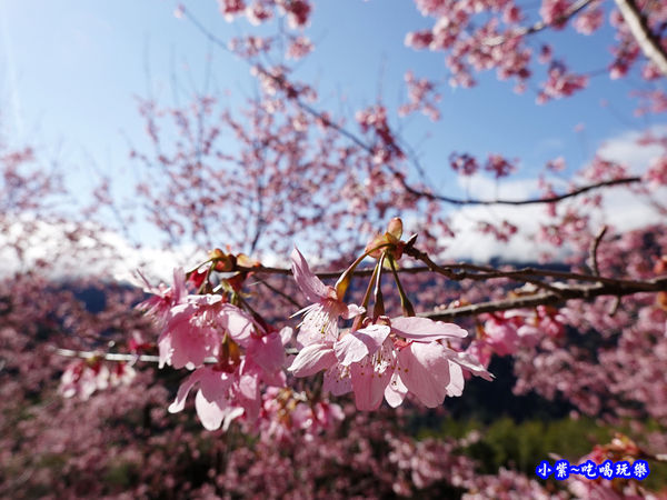 往巨木登山口的櫻花步道-司馬庫斯 (13).jpg