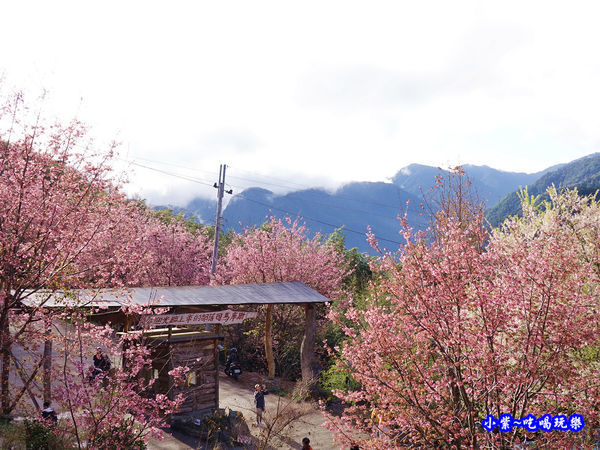 司馬庫斯牌樓櫻花 (1).jpg