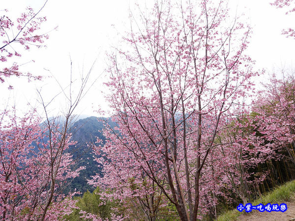 往巨木登山口的櫻花步道-司馬庫斯 (20).jpg