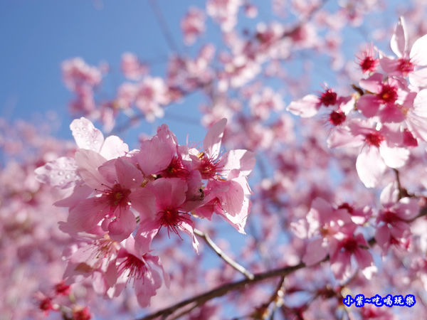 往巨木登山口的櫻花步道-司馬庫斯 (2).jpg