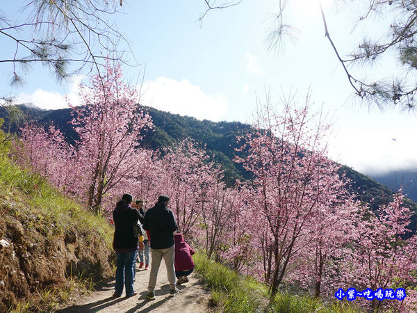 往巨木登山口的櫻花步道-司馬庫斯 (6).jpg