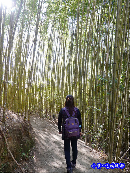 往巨木登山口竹林-司馬庫斯 (3).jpg