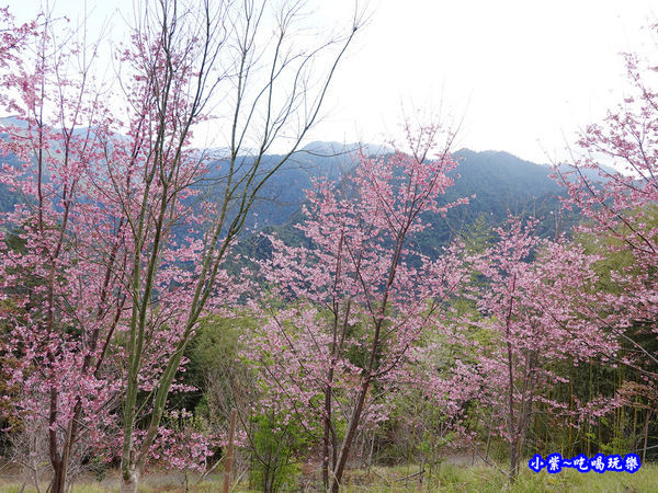 往巨木登山口的櫻花步道-司馬庫斯 (17).jpg