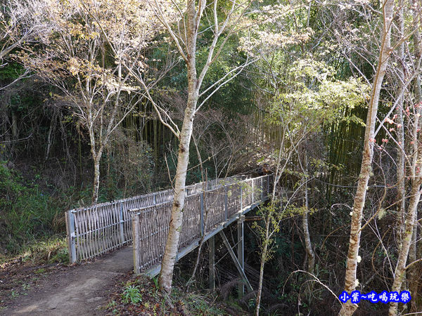 往巨木登山口竹林-司馬庫斯 (2).jpg