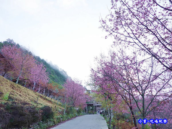 司馬庫斯牌樓櫻花 (2).jpg