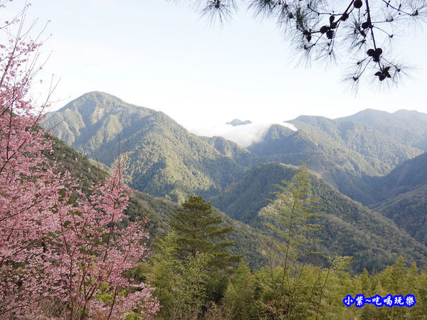 往巨木登山口的櫻花步道-司馬庫斯 (18).jpg