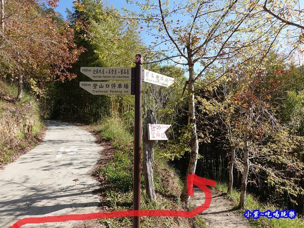 往巨木登山口的櫻花步道-司馬庫斯 (3).jpg