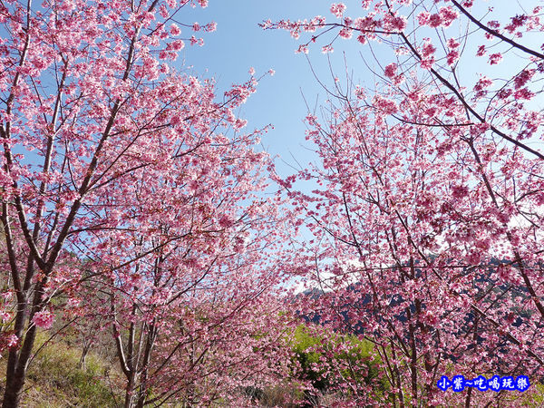 往巨木登山口的櫻花步道-司馬庫斯 (9).jpg