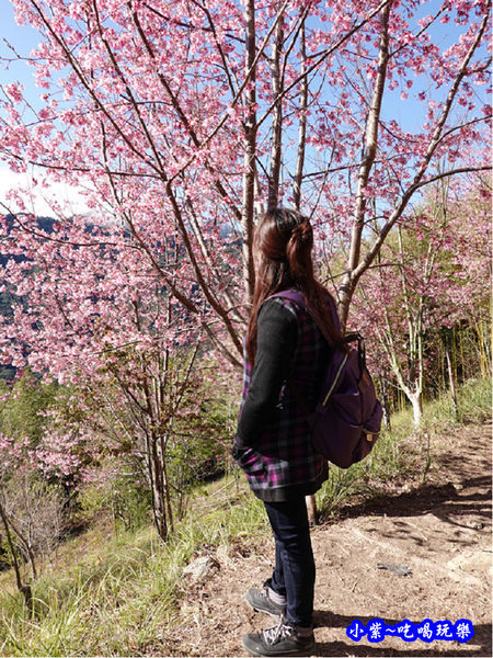 往巨木登山口的櫻花步道-司馬庫斯 (14).jpg